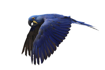 Beautiful flying Hyacinth macaw isolated on transparent background png file	