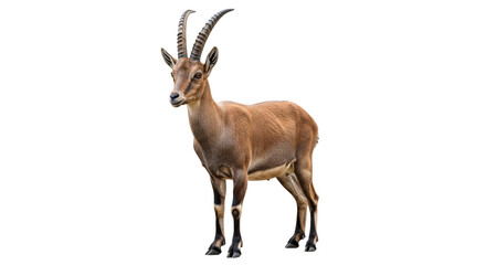 Isolated Ibex standing alert, gazing at the viewer in a captivating wildlife portrait