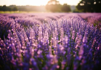 Fototapeta premium Vast purple lavender field bathed in the golden light of a serene sunset, evoking peace and natural beauty