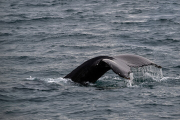 Obraz premium A humpback whale’s tail breaks the surface.