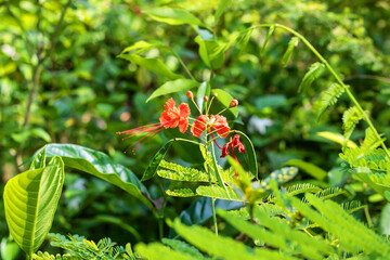 Vibrant orange peacock flower blooms amidst lush green foliage, conveying tropical paradise and exotic beauty for travel and wellness promotions
