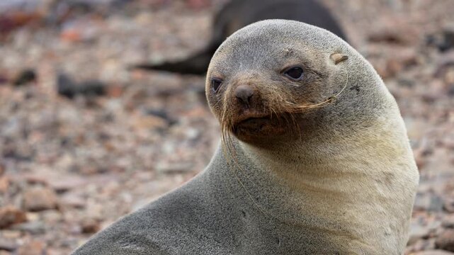 A feisty Antarctic Fur Seal barks directly at the camera in close up on the pebbled shore of Grytviken South Georgia Island while vocalizing.