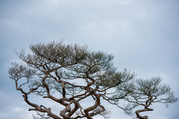 아름답게 굽은 소나무