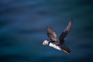 A puffin soars gracefully above the sea