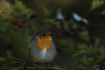 Portrait rouge-gorge (robin)