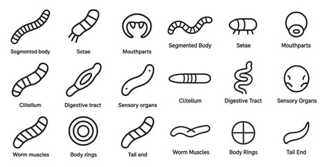 Naklejka premium Anatomy outline icons set – segmented, digestive, biology and structure symbols