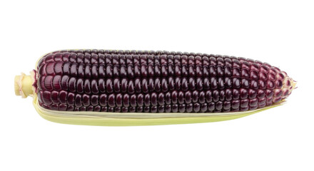 Isolated purple corn cob, sweet Zea mays, whole edible object, harvested vegetable crop