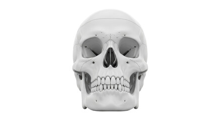 Isolated Human Skull Anatomy Frontal View Close Up Bone Structure Medical Skull Study