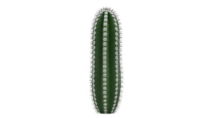 Isolated cactus cereus columnaris, thorny green succulent plant for desert garden or decor