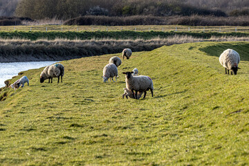 Lambs and ewes on the bank of the River Ouse, on a sunny spring day in Sussex © lemanieh