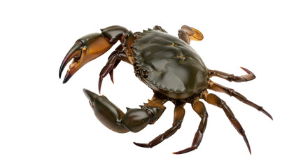 Isolated Mangrove Crab with Large Claws Seen at an Angle; Seafood Delicacy on Clean Surface