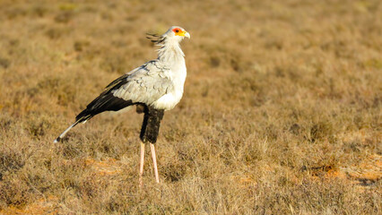 Portrait of a Secretarybird (Sagittarius serpentarius).