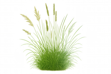 Green ornamental grass tuft with plumes growing, isolated on transparent background, offering natural landscaping element