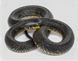 Fototapeta premium Black and yellow snake rests on a white surface displaying its unique coloration and pattern, showcasing natural beauty and design