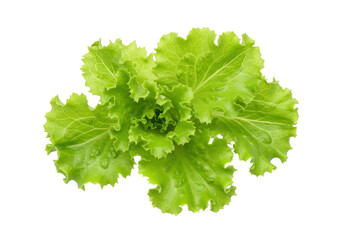 Isolated fresh curly green lettuce for salad ingredient or a healthy food concept