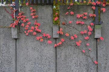 Red ivy leaves climbing on a gray concrete wall with metal fence, autumn scene.