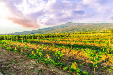 natural landscape of spring or summer season green young garden during beautiful sunrise or sunset in farmland with rows and trees in plantation and amazing nature around
