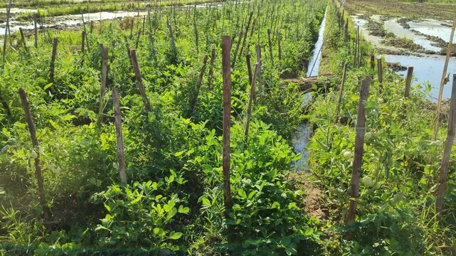 Tomato and bean plants thrive side by side on fertile farmland, showing sustainable farming and harmony in mixed cultivation.
