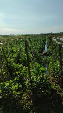 Tomato and bean plants thrive side by side on fertile farmland, showing sustainable farming and harmony in mixed cultivation.

