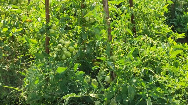 Tomato and bean plants thrive side by side on fertile farmland, showing sustainable farming and harmony in mixed cultivation.
