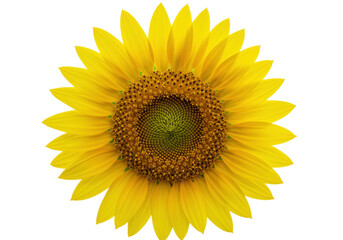 Isolated sunflower, detailed blossom with bright yellow petals, floral design element, bloom