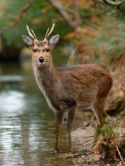 A graceful deer with slender antlers stands alertly by a tranquil riverbank reflecting the serene natural environment
