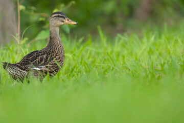 Juvenile Mallard Duck against Green Grass Background