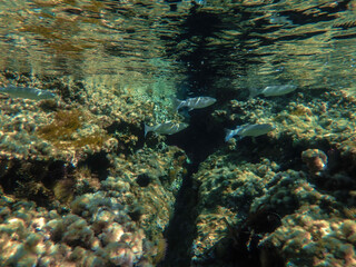 Dark blue ocean surface seen from underwater. Abstract waves underwater and rays of sunlight shining through, Sun light rays undersea deep, Underwater background with sea bottom, Mediterranean sea.