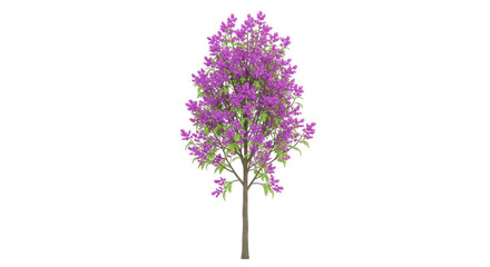 Obraz premium Isolated Lilac tree with violet flowers, floral blossom tree, spring flowering, garden plant