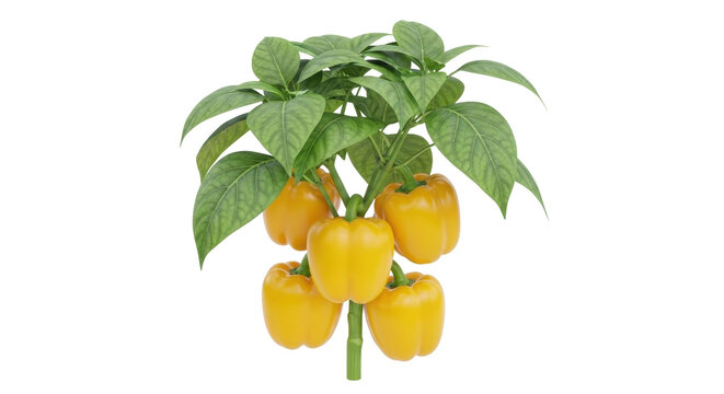 Isolated yellow bell pepper plant, capsicum annuum growing, showing ripe fruit and green leaves