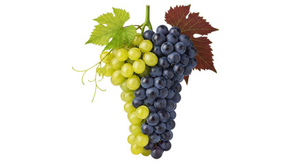 Isolated close-up of a bunch of grapes in two different colors with a stem and leaves