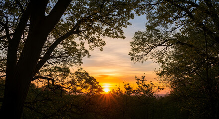 Abstract View of Sunrise Sky Through Trees, Symbol of New Beginnings