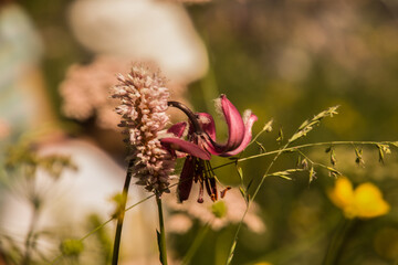 Claree Valley,nevache,hautes alpes