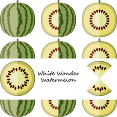 Set of White Wonder Watermelons or Cream of Saskatchewan Watermelon. Citrullus lanatus. Fruits and vegetables. Flat style. Vector illustration.