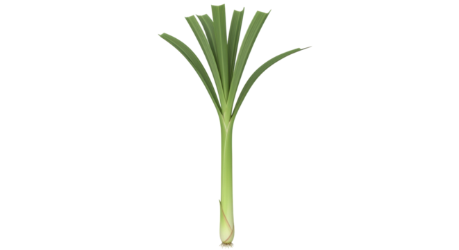 Isolated stalk of lemongrass for culinary and wellness uses, aromatic flavoring ingredient