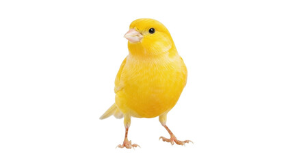 Isolated Canary perches upright, a beautiful bright yellow domestic pet bird with tiny beak