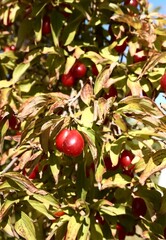 Vibrant red fruit ripening on the tree, announcing the arrival of fall. Focus on the health benefits of this traditional, seasonal harvest
