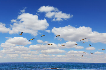 Collective pelican hunting