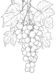 Grapes illustration drawing sketch of fruit vine with leaves and berries for coloring book page art