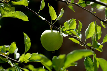 Red and green apples in tree