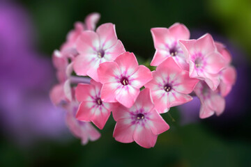Colorful flowers in summer park
