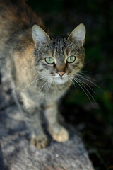 Portrait of cute grey cat