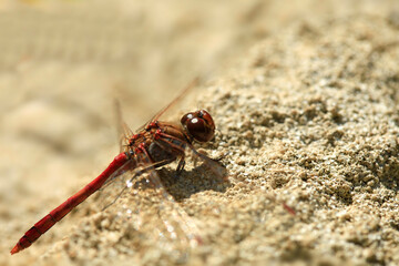 Red dragonfly sitting on ground