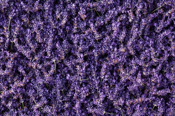 A surface densely covered in fresh lavender sprigs, viewed from above, with some stems still mid-air in slow descent, soft focus creating a gentle field of purple blur and fragrance 