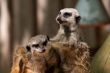 Two Meerkats Interacting in Sunlight – Close-Up Wildlife Photography