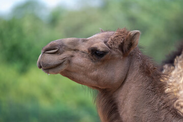 Camel Side Profile in Natural Light &ndash; Wildlife Portrait