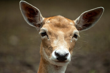 Deer Looking into Camera – Wildlife Close-Up Portrait