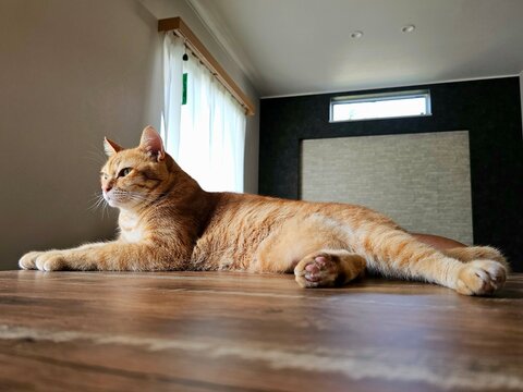 A ginger cat is stretched out on a wooden surface, gazing calmly to the side. This serene indoor photo captures a peaceful moment of feline repose and ultimate comfort in a cozy home.