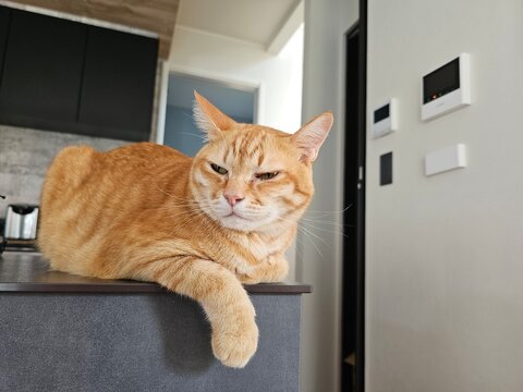 A sleepy ginger cat sits on a kitchen counter, glaring at the camera with a grumpy expression. This humorous photo captures a domestic feline's unimpressed and territorial personality.