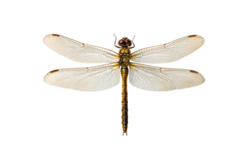 Dragonfly specimen with transparent wings, brown head, yellow and black striped elongated body, isolated on a transparent background